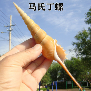 Shell Conch Natural Specimen Conch Sea Star Gift Box Marine Biology Popular Science Kindergarten Children Play with Living Stone