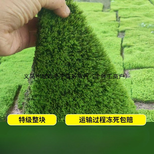Fresh Fine Feather Moss Water and Land Tank Rainforest Tank Bonsai Moss Micro Landscape Decoration Climbing Pet Nest Moss Potted Flowers