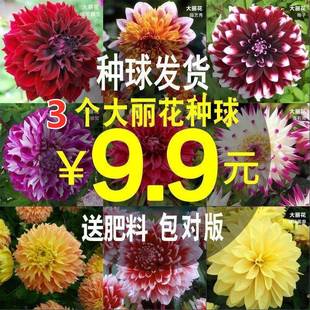 3 Packs of Dahlia Bulbs, Dahlia, Sweet Potato, Melon, and Chrysanthemum for All Year Round Garden Balcony Planting Florals
