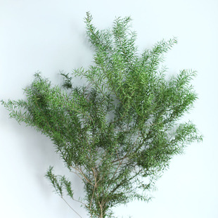 Поглощающий цвет Melaleuca Jinyongsheng Цветочный букет Цветочная композиция Цветочная лесная серия Рождественский свадебный цветок Юньнань Прямые волосы
