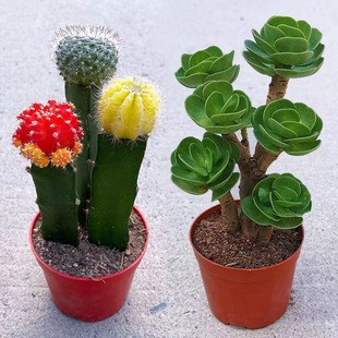 [Money Tree] Easy to Grow Flowering Succulents for Beginners, Potted Indoor Green Plants and Florals, Easy to Feed Cactus Florals