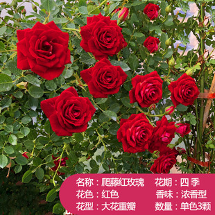 Rose Seedlings Yunnan Kunming Old Pile Red Rose Old Root White Pink Rose Seedlings Bloom All Year Round and Have Strong Fragrance Florals