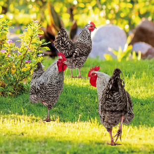 YKLU240 acrylic chicken outdoor garden Garden Garden Yard Art double-sided pattern decorative card insertion