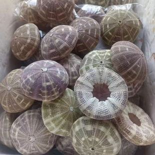 Источник, заводская упаковка товаров, поврежденные натуральные раковины, средиземноморские воздушные панциры, ананасы, ракушки морской есницы в горшках