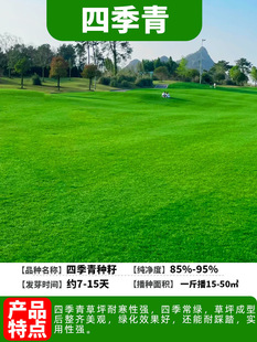 Four Seasons Green Grass Seed Fruit Ridge Grass No Mowing Tall Fescue Grass Seed Courtyard Park Greening Bermuda Lawn Seed