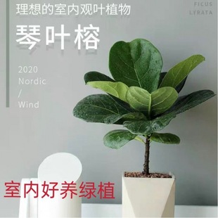 Fiddle Leaf Fig Large Leaf Potted Plant Living Room Office Scandinavian Internet Celebrity Green Plant Easy to Grow Florals Evergreen All Year Round Absorbing Formaldehyde