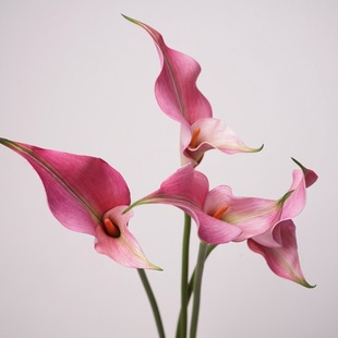 Artificial Flower Calla Lily Taro soft decoration model room floral business floral photography props bride bouquet