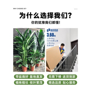 Bird of Paradise Living Room Large Floor-To-Ceiling Green Plants Indoor Prosperous House Easy to Feed Office Florals Potted Plants into the Home Sofa