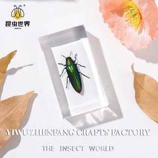 Zhenfang Handicraft Factory Factory Own Real Worm Specimens Shake Spelling Noodles List to Proofing Shopping Mall Scenic Spots