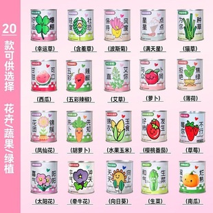 Office Green Plants, Small Potted Magical Plants, Indoor Mini Desktop, Kidsren's Planting Cans, Emotional Stability Wholesale
