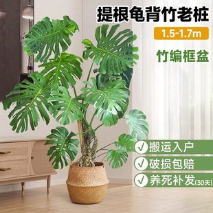 Bamboo turtle-backed living room big potted plant indoor living room big leaf old pile plant TV cabinet next to large green plant floor