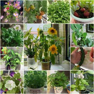 Small Flower Farmer Potted Desktop Creative Mini Green Plant Corner Germination Growth Observation Seed Blind Box Kidsren's Planting Cup