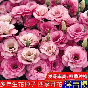 Double Lisianthus Flower Seeds, Sowing and Blooming in All Seasons, Easy-To-Live Flower Seeds, Courtyard Outdoor Flower Seeds, Others