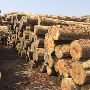 Radiata pine log factory direct supply Australian pine log pine pile Wood River Bank flood control pile