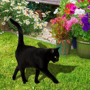 YKLU083 cross-border three-dimensional cat Garden floor plug-in yard art garden outdoor decoration plug-in
