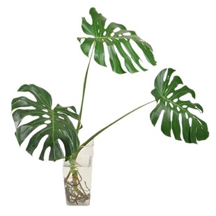 Large Internet Celebrity Monstera Potted Old Pile Large Living Room Indoor Hydroponic Foliage Green Plant Evergreen and Easy to Maintain All Year Round