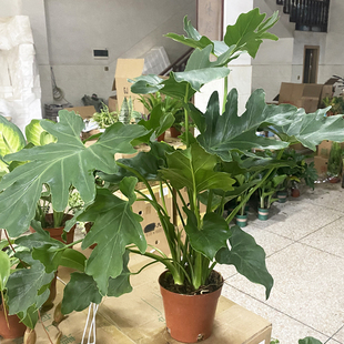 Dragon Scale Spring Feather Old Pile Living Room Hydroponic Large Plant Seedlings Potted Office Desk Easy to Grow Internet Celebrity Green Plants in All Seasons