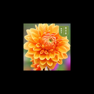 Dahlia Seeds Spring Flower Seeds Perennial Outdoor Easy-To-Live Ornamental Florals All Year Round Planting Courtyard Grass Flower Seeds
