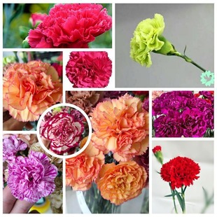 Carnation Flowers Dianthus Yunnan Base Straight Hair Flower Seedling Wholesale Garden Potted Plant Decorative in stock Wholesale