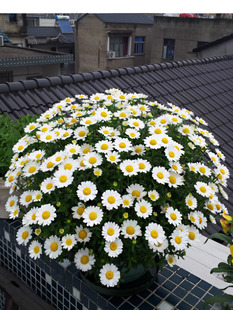 Sunflower Seeds, Strawberries, Easy-To-Live Mint, Sunflower Flower Seeds, Impatiens, Carnation Flower Seeds, All Year Round