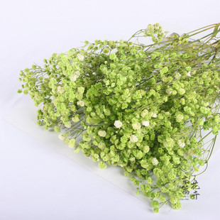 Eternal Flower Gypsy Star Permanent Dried Flower Real Flower Handmade diy Material Home Living Room Stall Flower Shop Large Bundles Wholesale