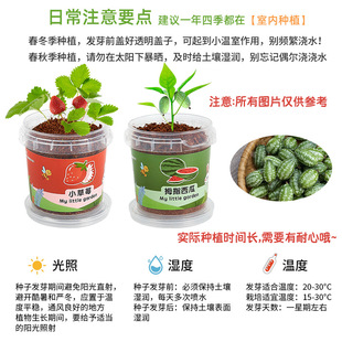 Children Planting Small Potted Plants Indoor Hydroponic Plants Observation Sunflower Strawberry Vegetable Sunlight Room Toy Male 6