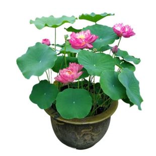 A generation of ornamental lotus potted water lotus lotus seedlings bowl lotus water lily flower seeds hydroponic pond