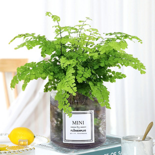 Adiantum Potted Dense-Leaf Hydroponic Fern Plant Is Shade-Tolerant and Can Be Hung Indoors and Outdoors in the Living Room to Feed Evergreen Green Plants in All Seasons