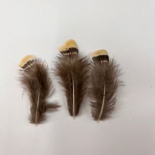 Factory direct in stock pheasant feather decoration feather crafts diy material clothing accessories small feathers