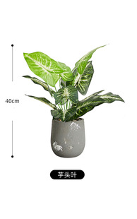 Turtle back potted plant indoor plant plastic small potted plant decorative green plant flowers fake plant Mao Ren