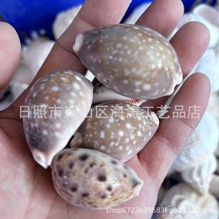 Поделки из натуральных раковин от Jin Aquarium Photography Студенты Дети Преподавание горнодобывающей промышленности