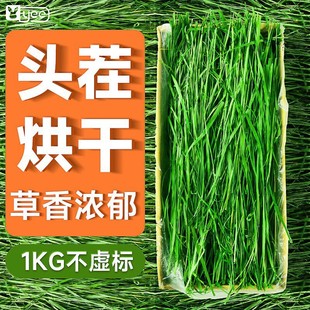 Drying alfalfa hay rabbit grain grass forage young rabbit timothy grass chinchilla chinchilla guinea pig edible grass supplies