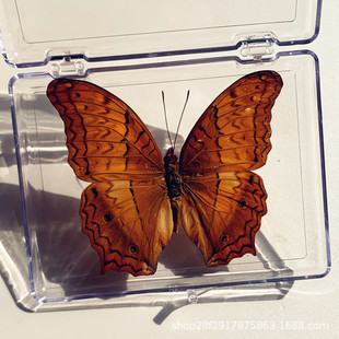 Butterfly Wisdom Love Butterfly Specimen Ornaments Real Butterfly Insect Specimen Wings Spreading Students Creative Birthday Gift Transparent Boxed