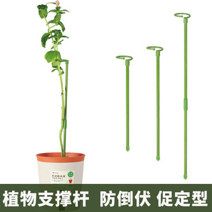 Fleshy Phalaenopsis special flower stand plant potted flower modeling support rod to promote setting and prevent lodging