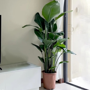 Bird of Paradise Green Plant Indoor Large Office Flower All Year Round Green Easy to Grow Large Leaf Living Room Plant Strelitzia Reginae Potted Plant