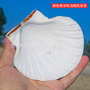 Natural Conch Shell DIY Painting Special Shell Hawaiian Barbecue Fan Shell Wall Stickers Fish Tank Landscape Decorations