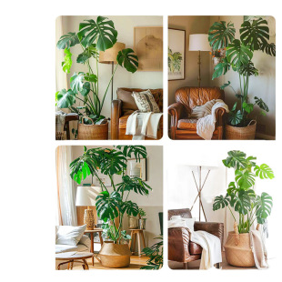 Monstera Large Potted Hydroponic Large-Leaf Plant Old Pile Living Room Large Green Plant Florals Office Open Back to Attract Wealth