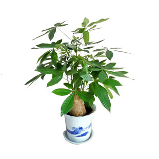 Wholesale Money Tree Potted Seedlings, Large Interior Living Room Office, Evergreen Plants for All Seasons, Opening to Attract Wealth and Talent, Green Plants