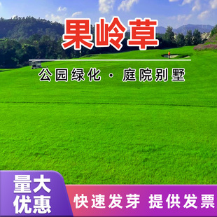 Lawn Grass Seeds, Evergreen Slope Protection, Greening, Bermudagrass, Manila Courtyard Carpet Turf Seeds, Rye Grass Seeds
