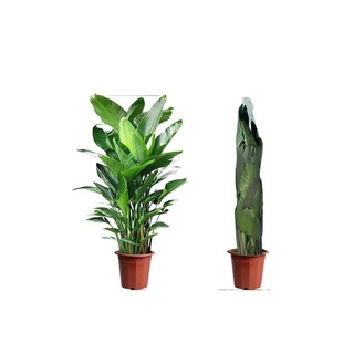 Large Pot of Bird of Paradise Potted Plants in the Living Room and Office, Large Green Plants in the Living Room, Living Room Plants, New House, Home Formaldehyde Absorption