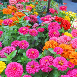 Wholesale Zinnia Seeds Zinnia Flower Seeds Blooming Continuously Sea Landscape Grass Florals Flower Seeds Zinnia