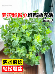 Peppermint Potted Planting Seedling Edible Indoor Hydroponic Plant Cat Mint Leaf Mosquito Repellent Green Plant Suitable for Lazy People