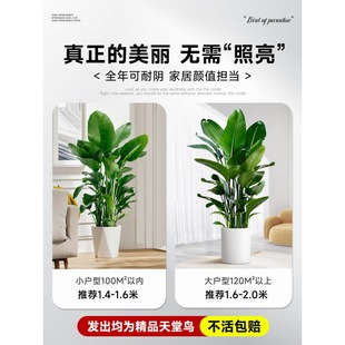 Bird of Paradise Potted Indoor Living Room Large Green Plant Office Large Leaf Plant Flower Strelitzia Reginae New House to Remove Formaldehyde