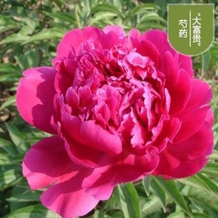 Double Peony and Peony Flower Seeds, Indoor Potted Flower Plant Seeds, Balcony Courtyard, Cold-Resistant and Drought-Resistant
