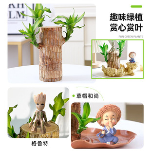 Brazil wood lucky wood flowering large with bud delivery small ornaments Groot indoor water to raise green plants potted