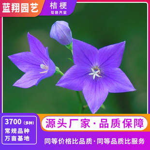 Platycodon Seeds Bell Flower Seeds Balcony Potted Chinese Medicine Herbal Baggage Flower Easy to Grow and Live Plant Flower Seeds