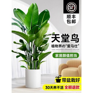 Bird of Paradise Potted Indoor Living Room Large Green Plant Office Large Leaf Plant Flower Strelitzia Reginae New House to Remove Formaldehyde