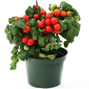 Tomato Fruit Cherry Tomato Millennium Red Cherry Tomato Seeds Spring & Fall Potted Vegetable Seed Seedlings