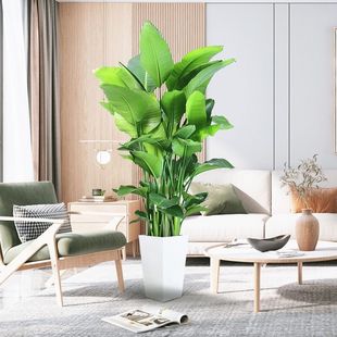Internet Celebrity Bird of Paradise Indoor Potted Plant Large Living Room Green Plant Florals Large Leaf Plant Office Easy to Feed and Remove Formaldehyde