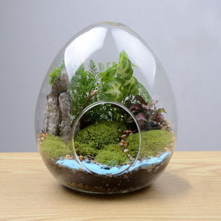 Creative egg-shaped glass bottle succulent plant glass vase micro landscape moss bottle diy landscaping bottle polishing